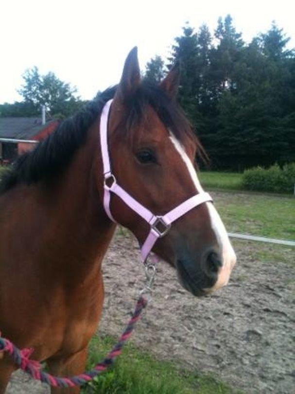 Anden særlig race Cassiopeia - Cassie på vej på fold <3 billede 3