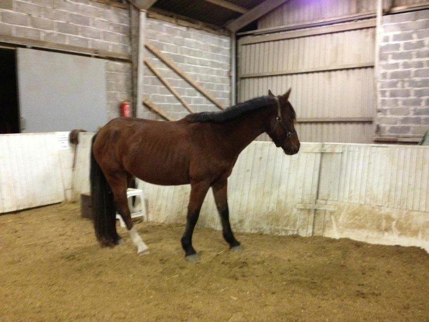 Anden særlig race Cassiopeia - Cassie da hun er ankommet til rideskolen <3
(Billed fra tidligere ejer) billede 12