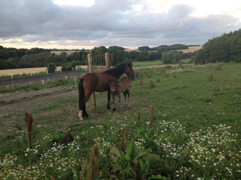 Anden særlig race Cassiopeia - Cassie og Rex <3
(Billed fra tidligere ejer) billede 13