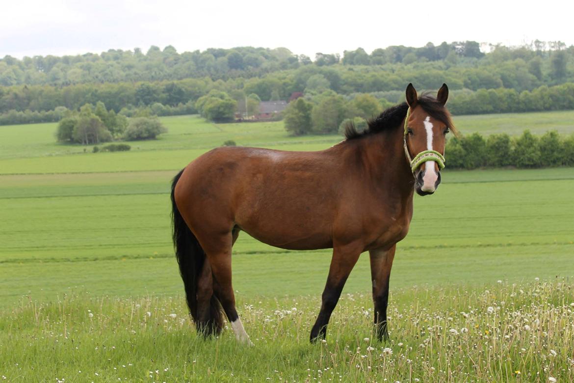 Anden særlig race Cassiopeia - Cassie på fold <3 billede 5