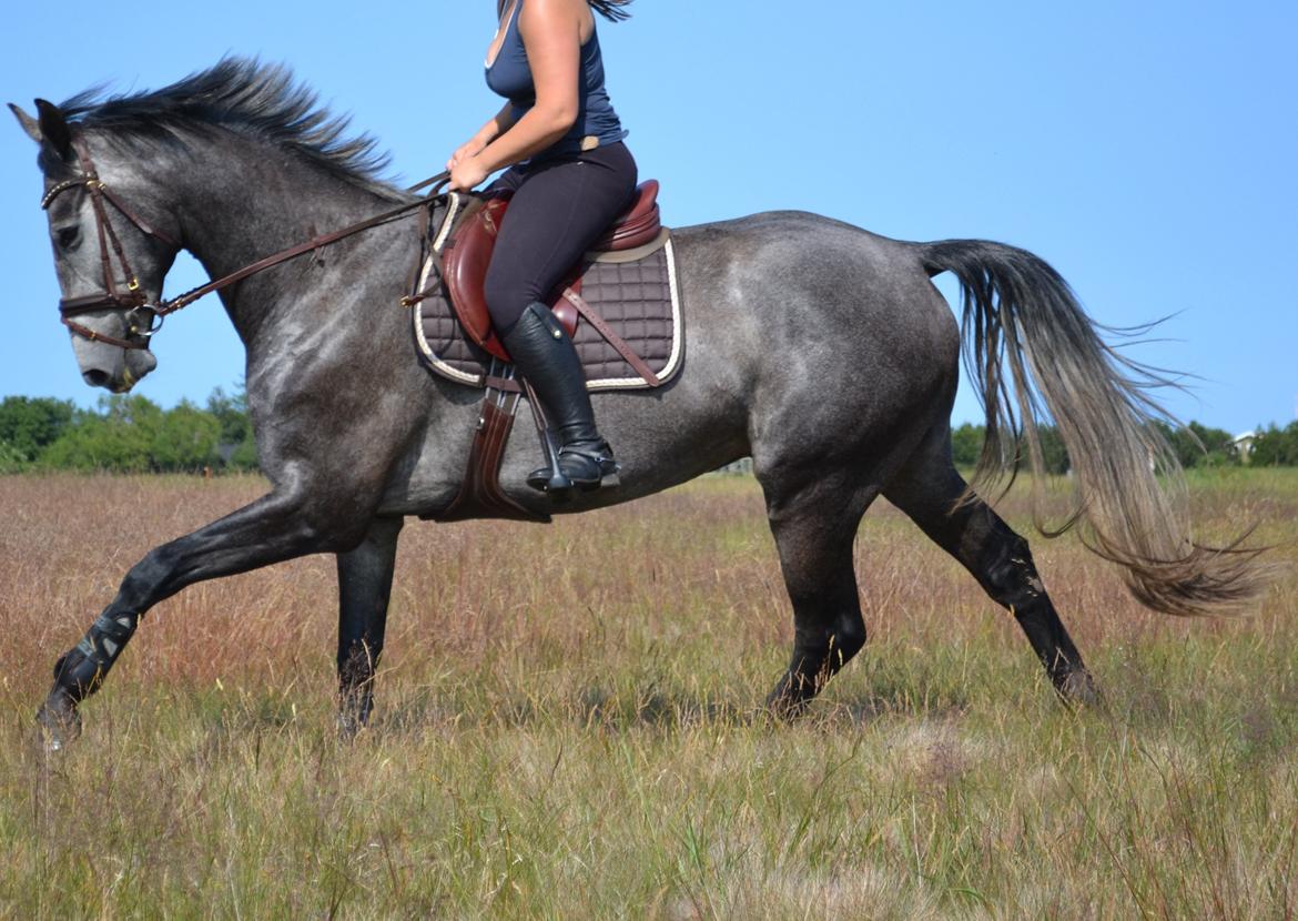 Anden særlig race Olander af Bakkegården billede 5