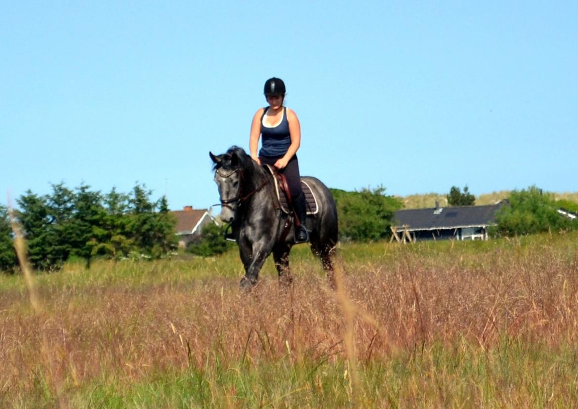 Anden særlig race Olander af Bakkegården billede 6