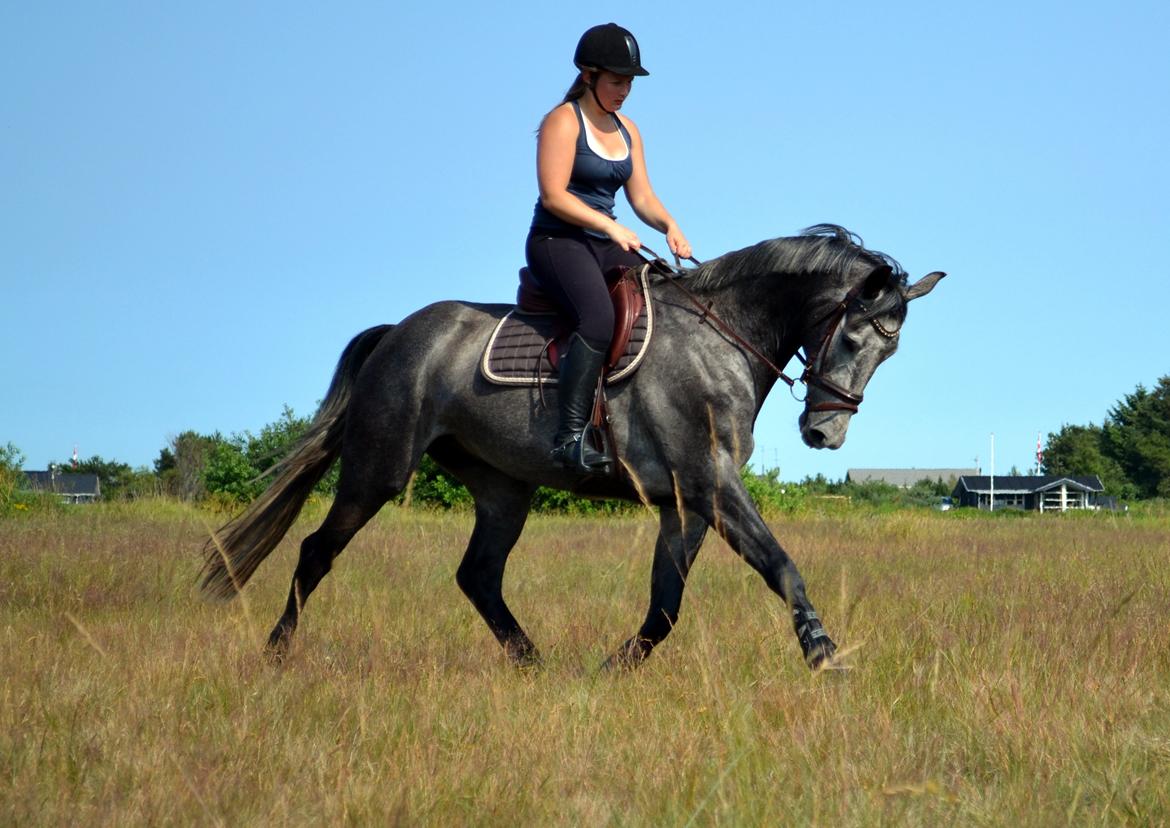 Anden særlig race Olander af Bakkegården billede 1
