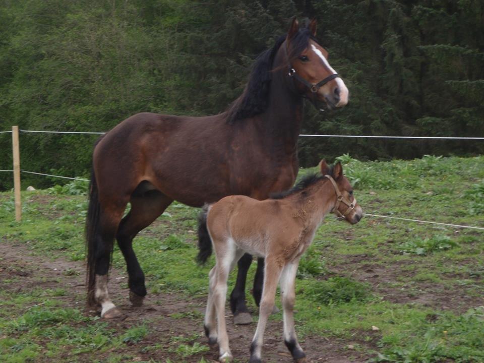 Anden særlig race Cassiopeia - Cassie som 3 års, med hendes føl Rex <3
(Billed fra tidligere ejer) billede 15
