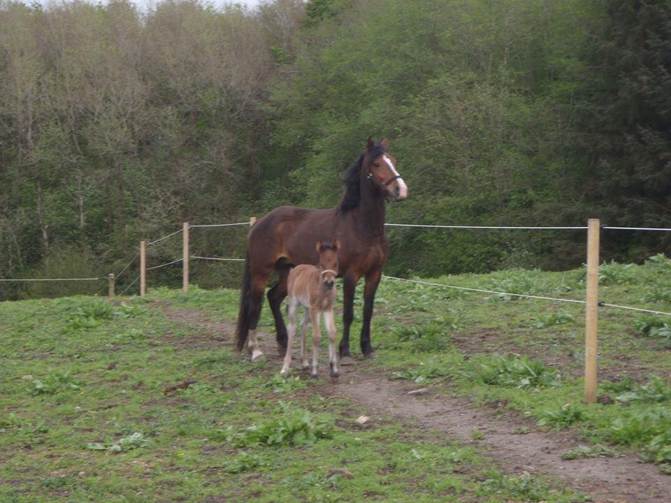 Anden særlig race Cassiopeia - Cassie og Rex <3
(Billed fra tidligere ejer) billede 14