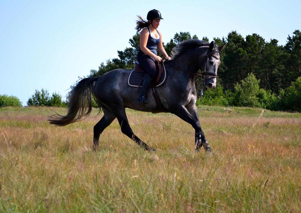 Anden særlig race Olander af Bakkegården billede 4