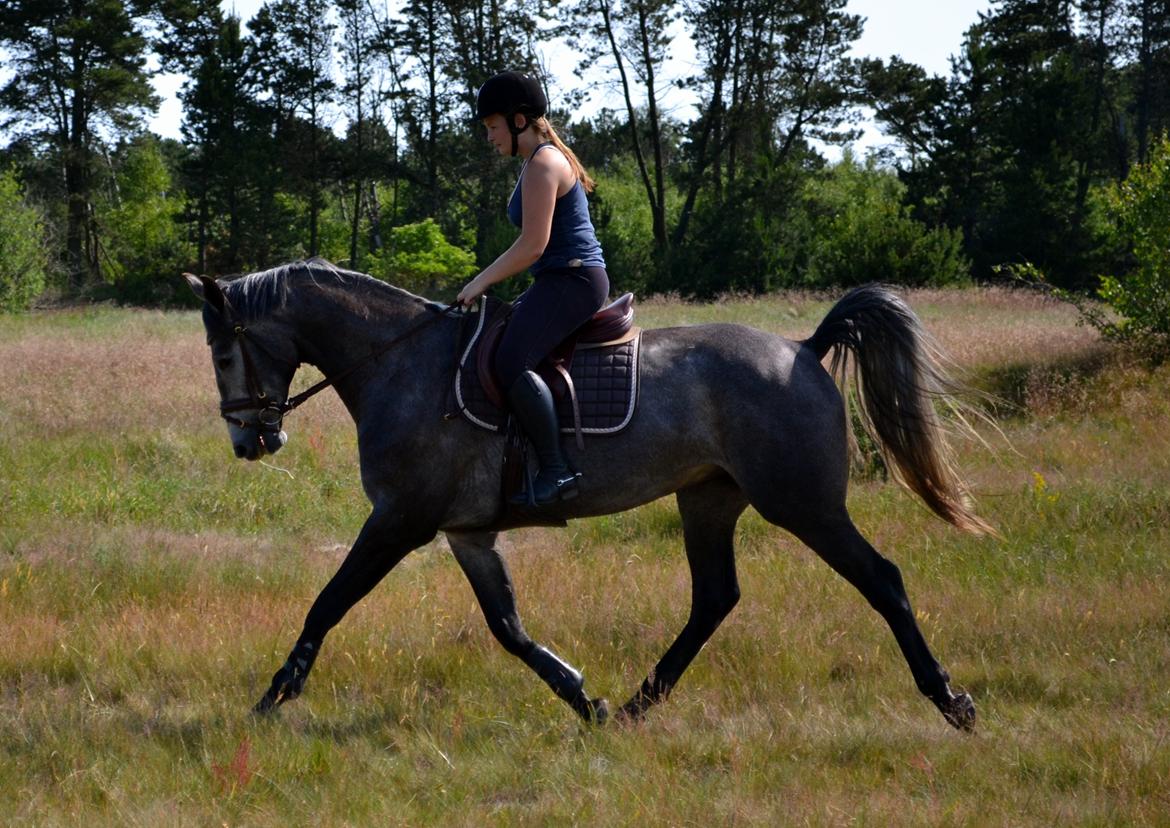 Anden særlig race Olander af Bakkegården billede 3
