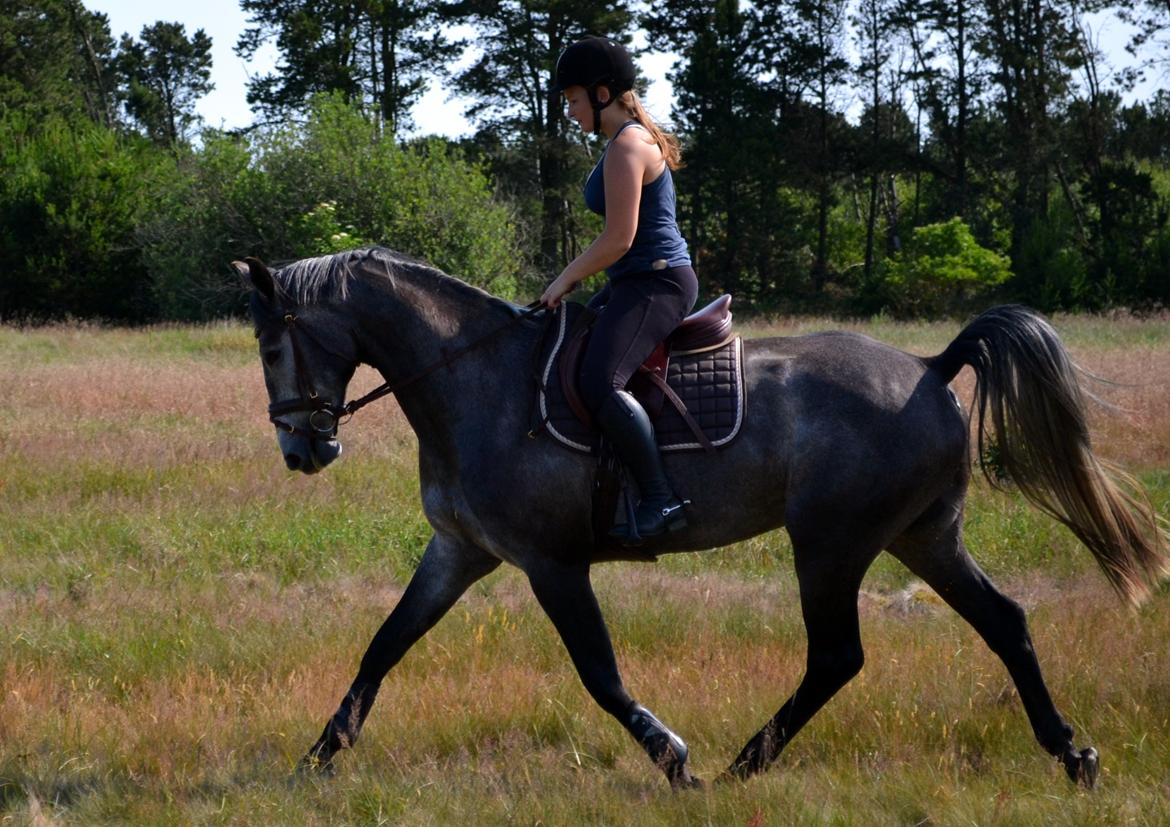 Anden særlig race Olander af Bakkegården billede 2