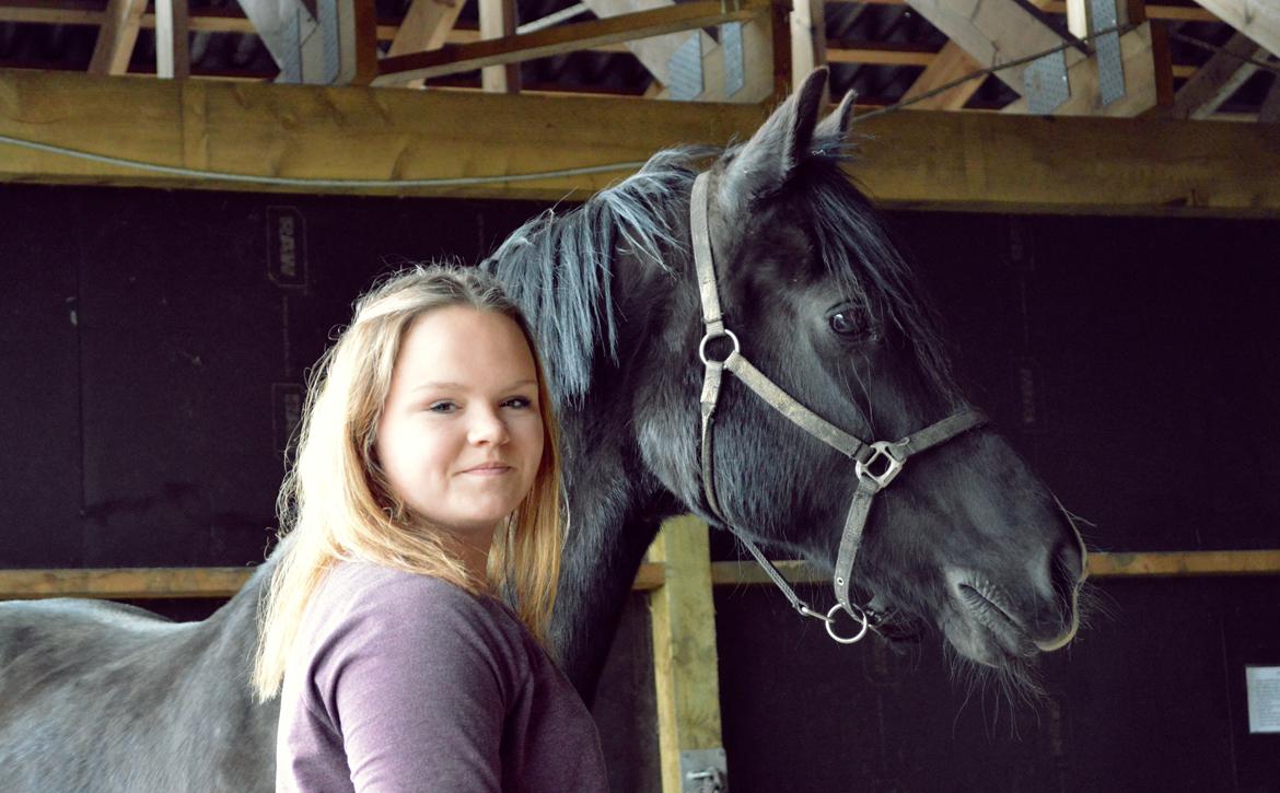 Welsh Cob (sec D) Valhallas Jesse James den smukke! billede 21