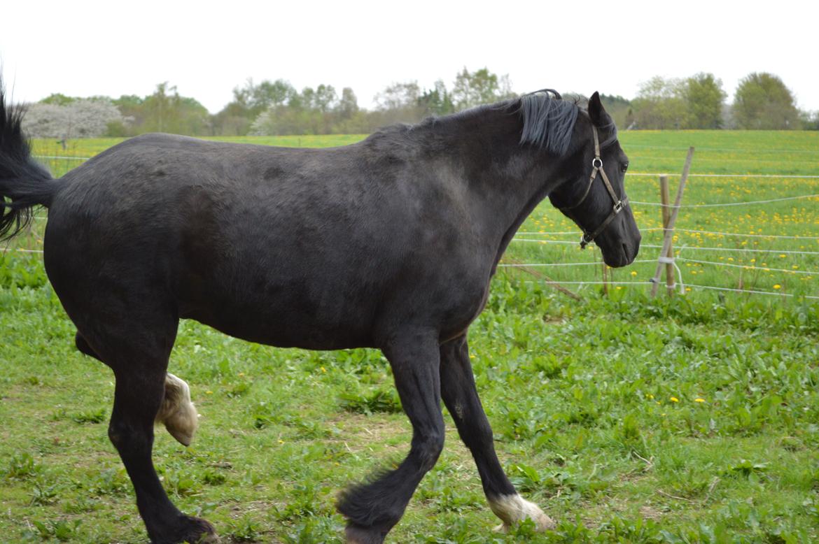 Welsh Cob (sec D) Valhallas Jesse James den smukke! billede 23
