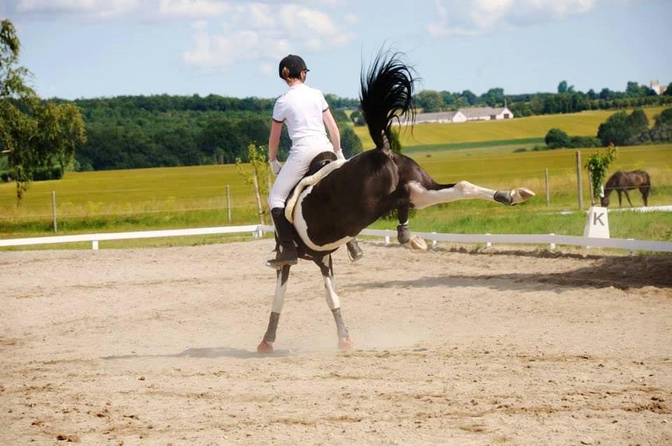 Barockpinto Jake - Jake og Jeg til dressurstævne fredag d. 12 Juli - Han flippede lidt ud men vi fik da en 1 plads i LC1'en med 60,83 <3 billede 2