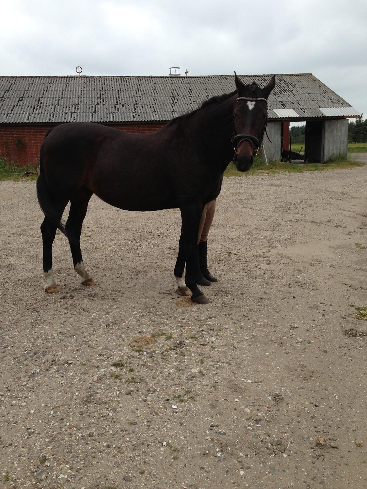 Anden særlig race Rachila - tjaa...:)
You are my forever love<3
Fotograf: Jeanette
 billede 5