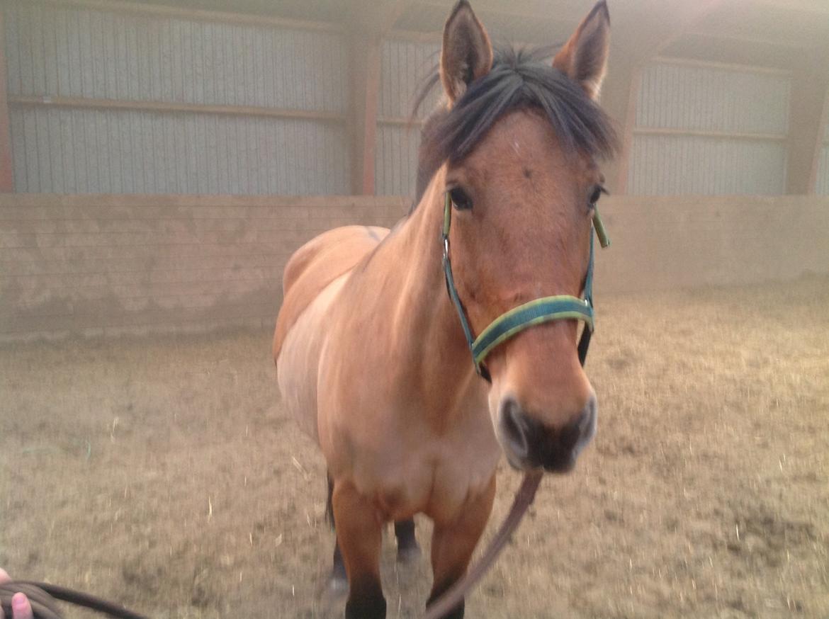 Anden særlig race Naja billede 3