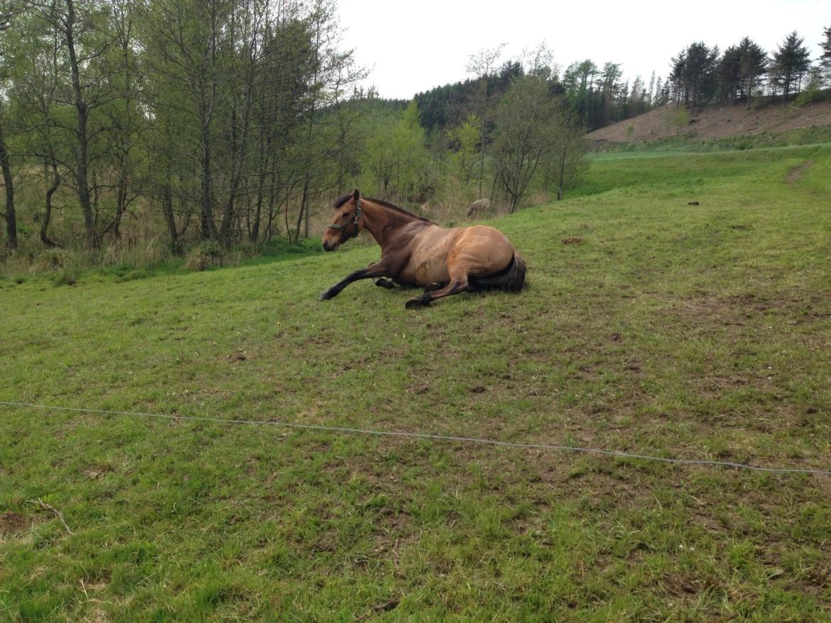 Anden særlig race Naja billede 4