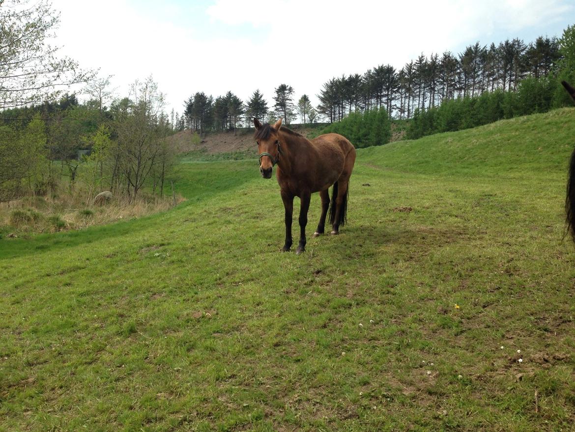 Anden særlig race Naja billede 5