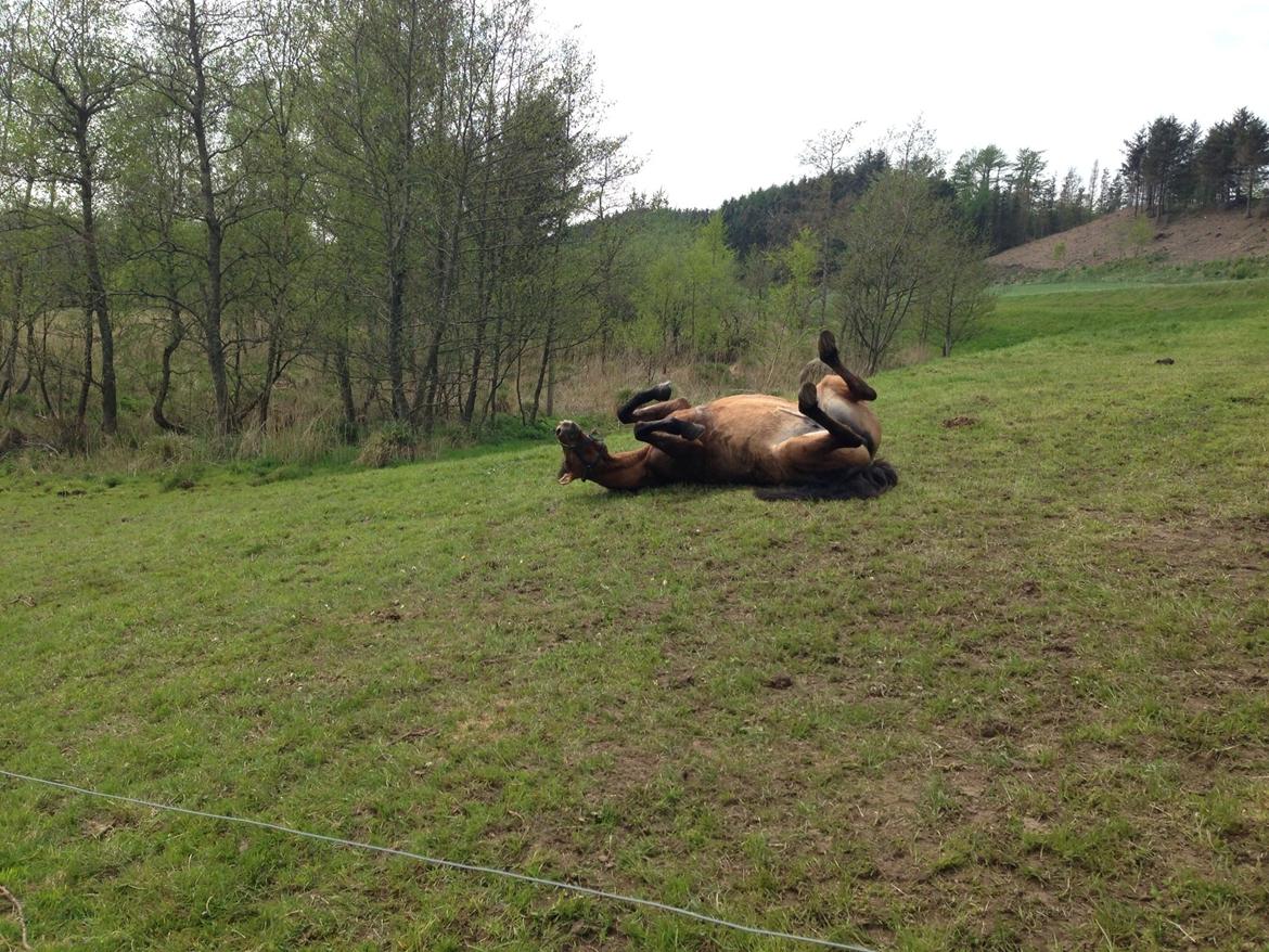 Anden særlig race Naja billede 6