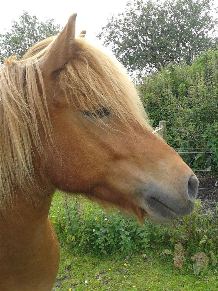 Islænder Magni fra Theilgaarden - Smukke mand:) billede 1