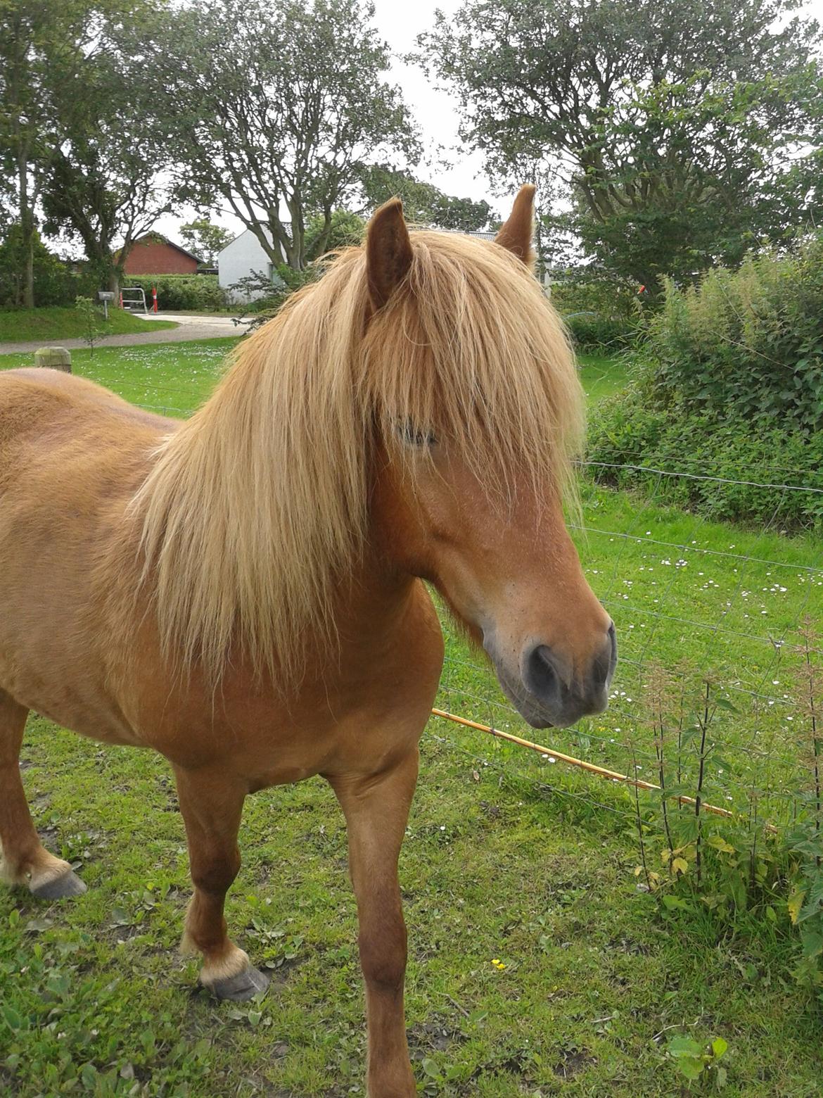 Islænder Magni fra Theilgaarden billede 2