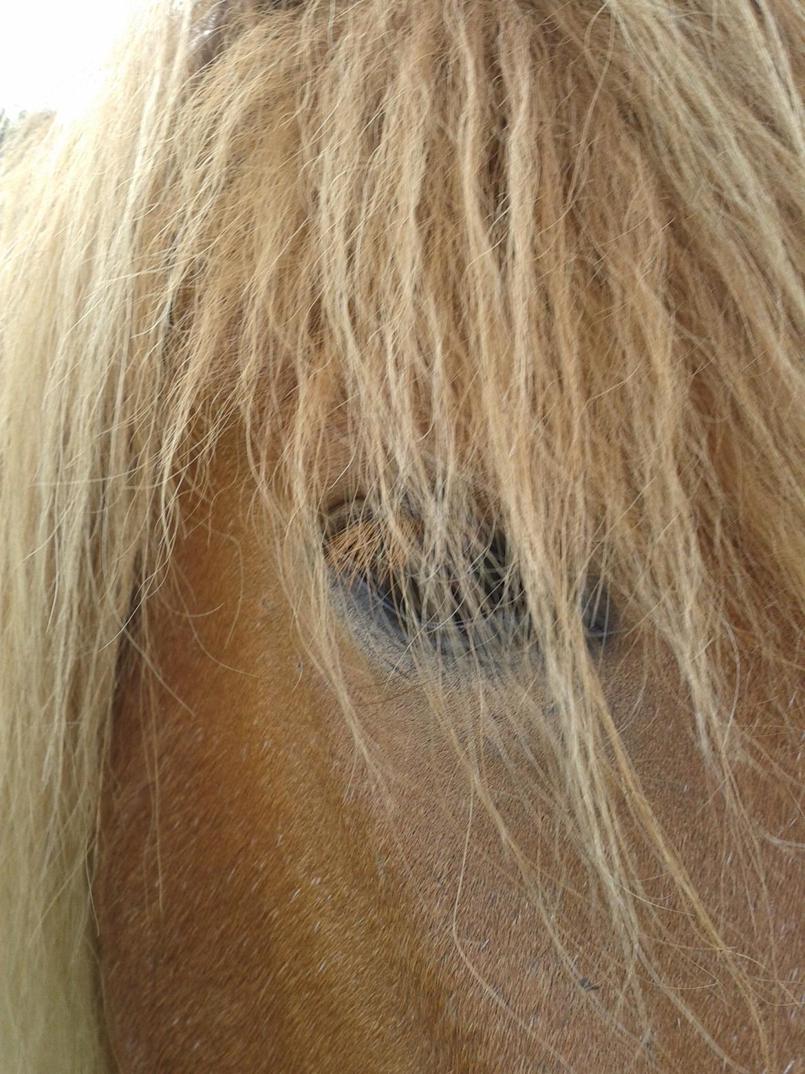 Islænder Magni fra Theilgaarden billede 3