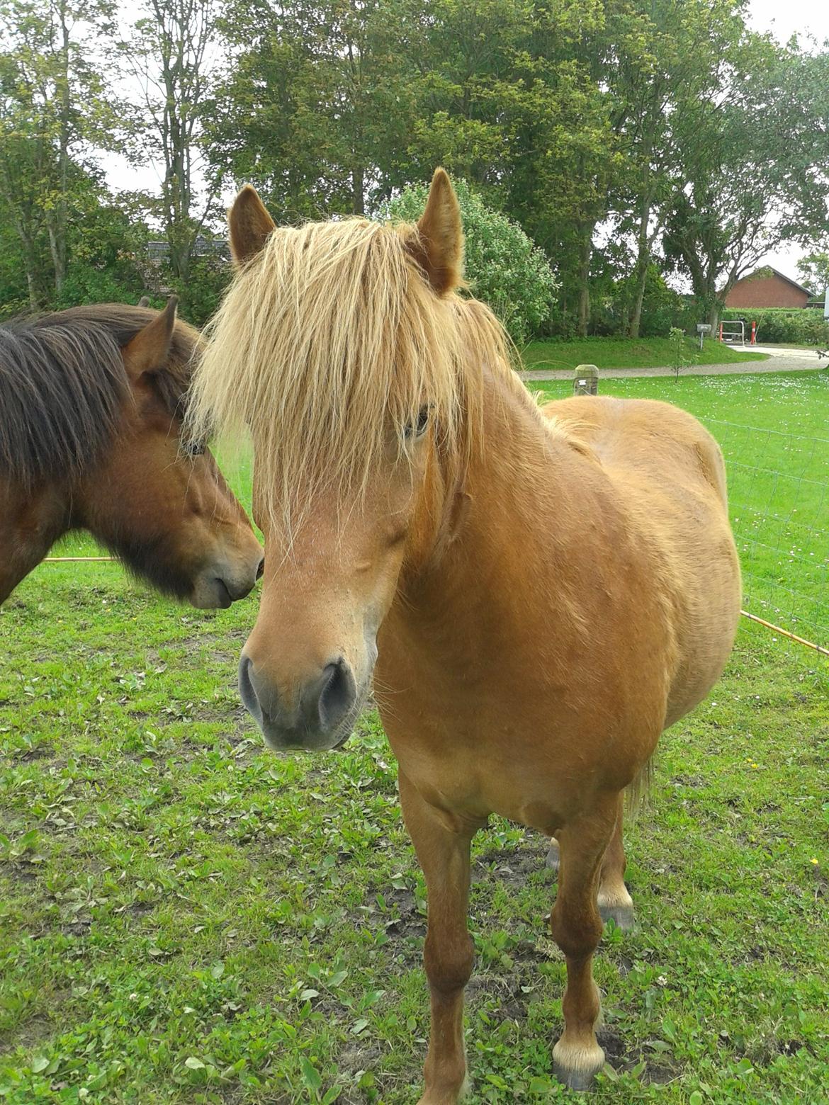 Islænder Magni fra Theilgaarden billede 4
