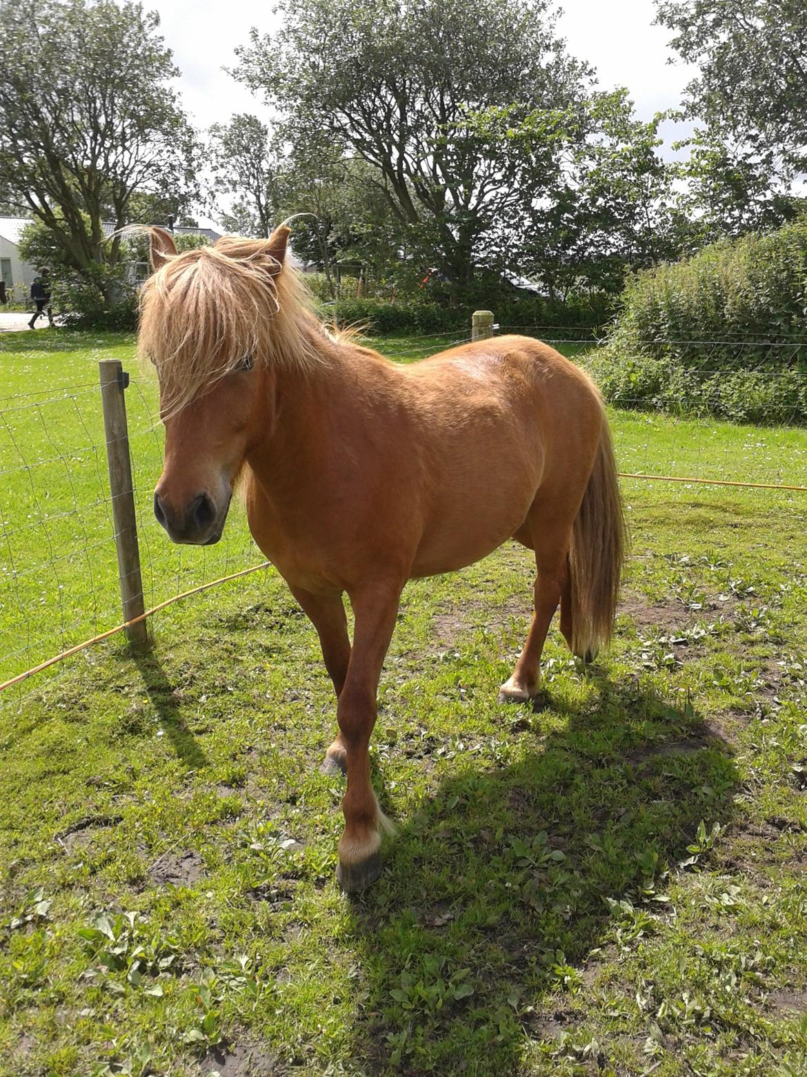 Islænder Magni fra Theilgaarden billede 5