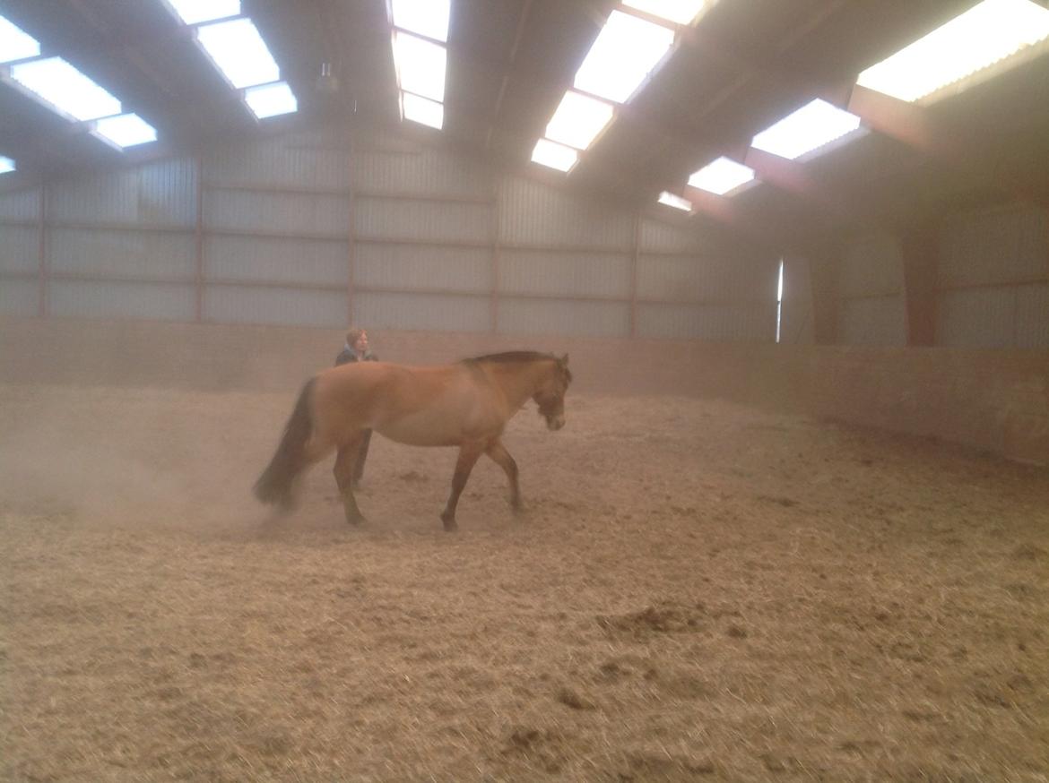 Anden særlig race Naja billede 9