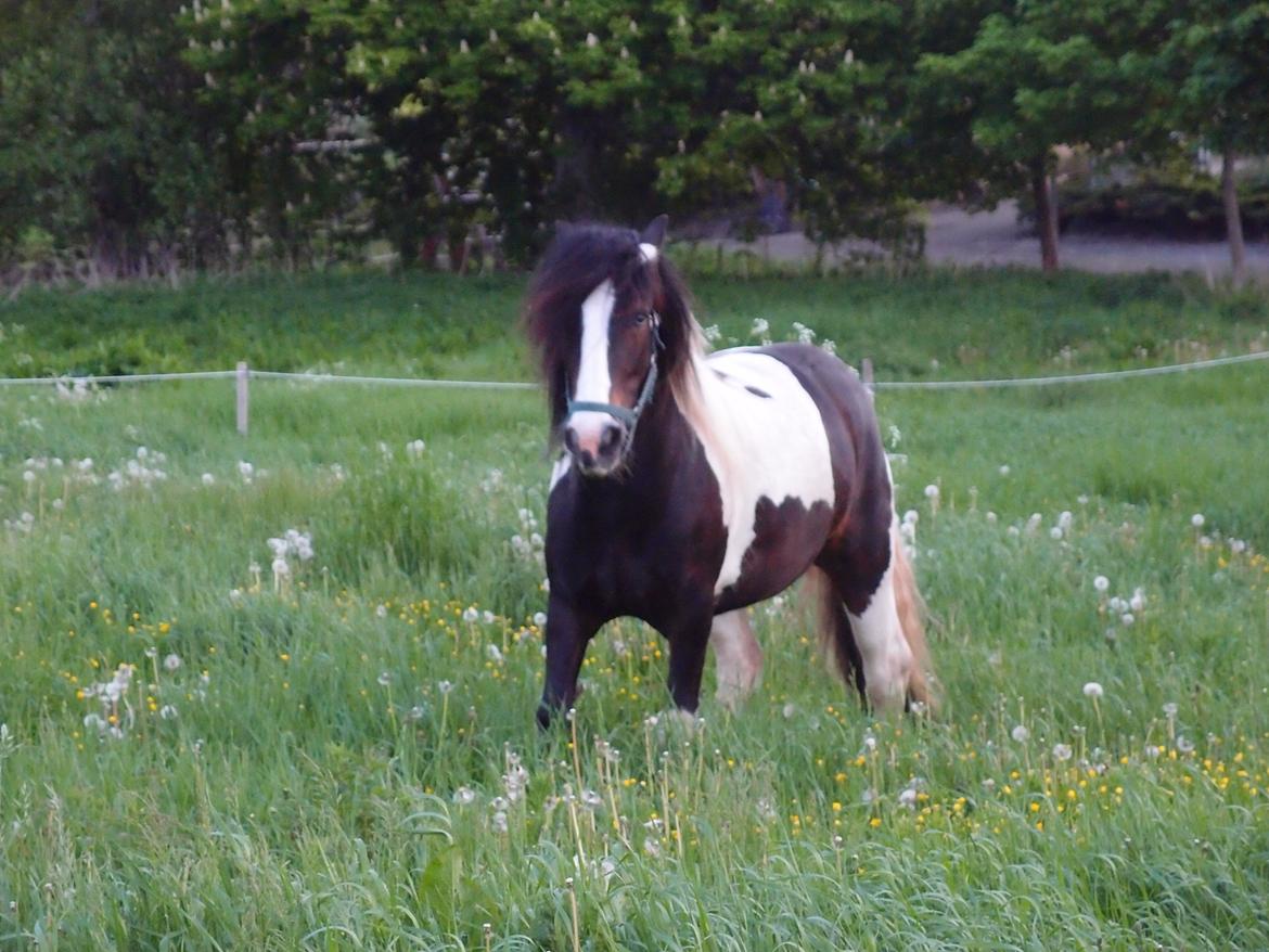 Irish Cob Beauty billede 1