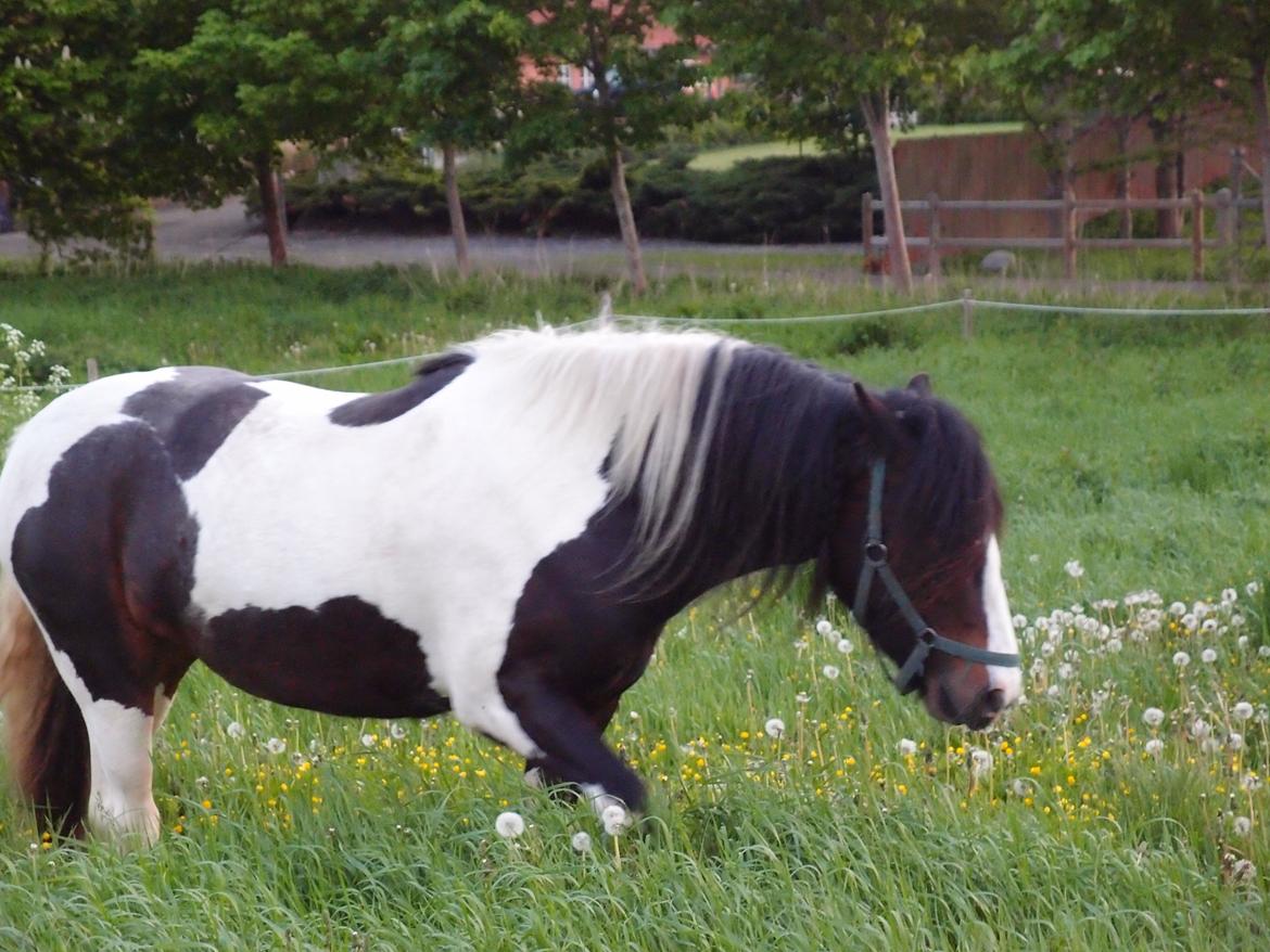 Irish Cob Beauty billede 2