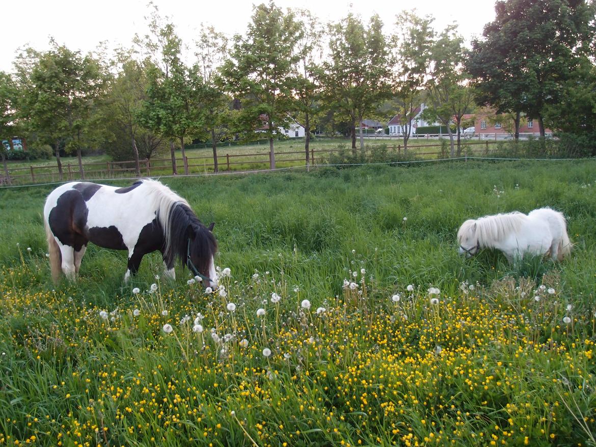 Irish Cob Beauty billede 3