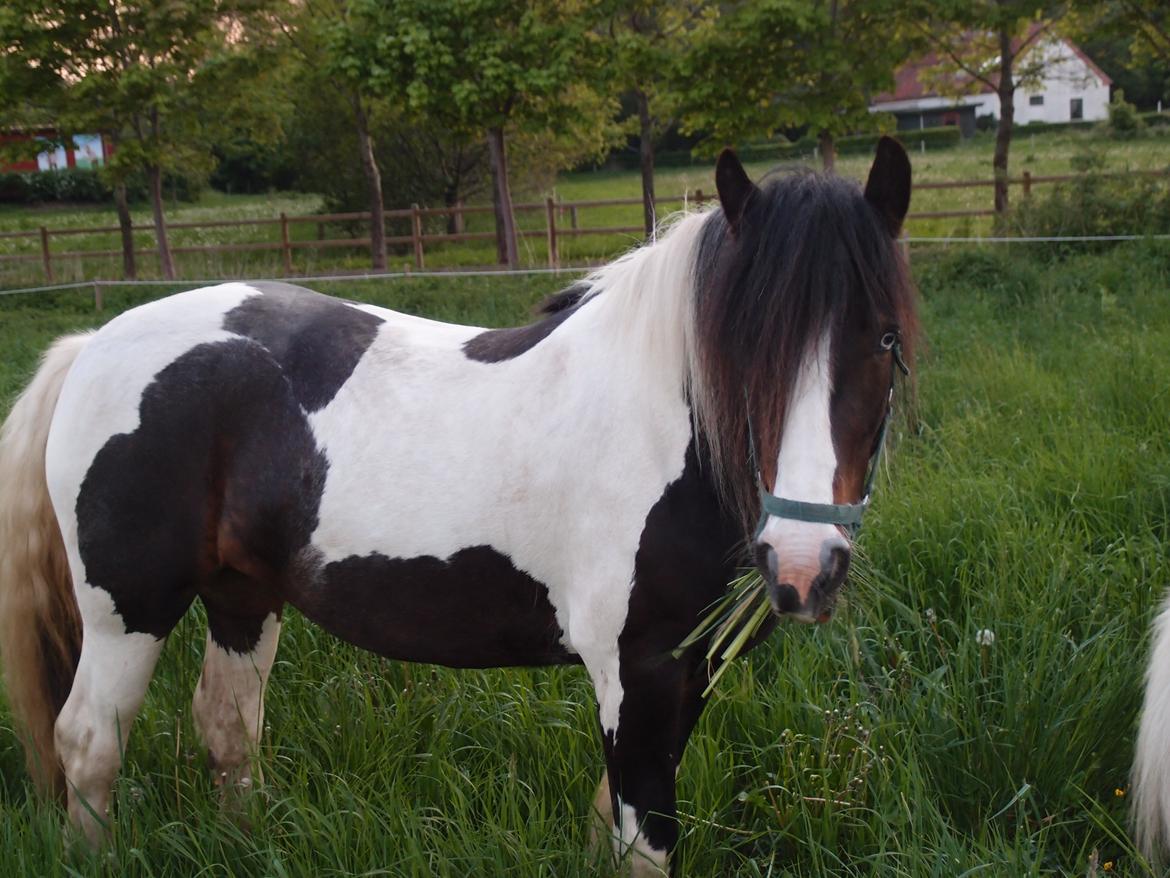 Irish Cob Beauty billede 4