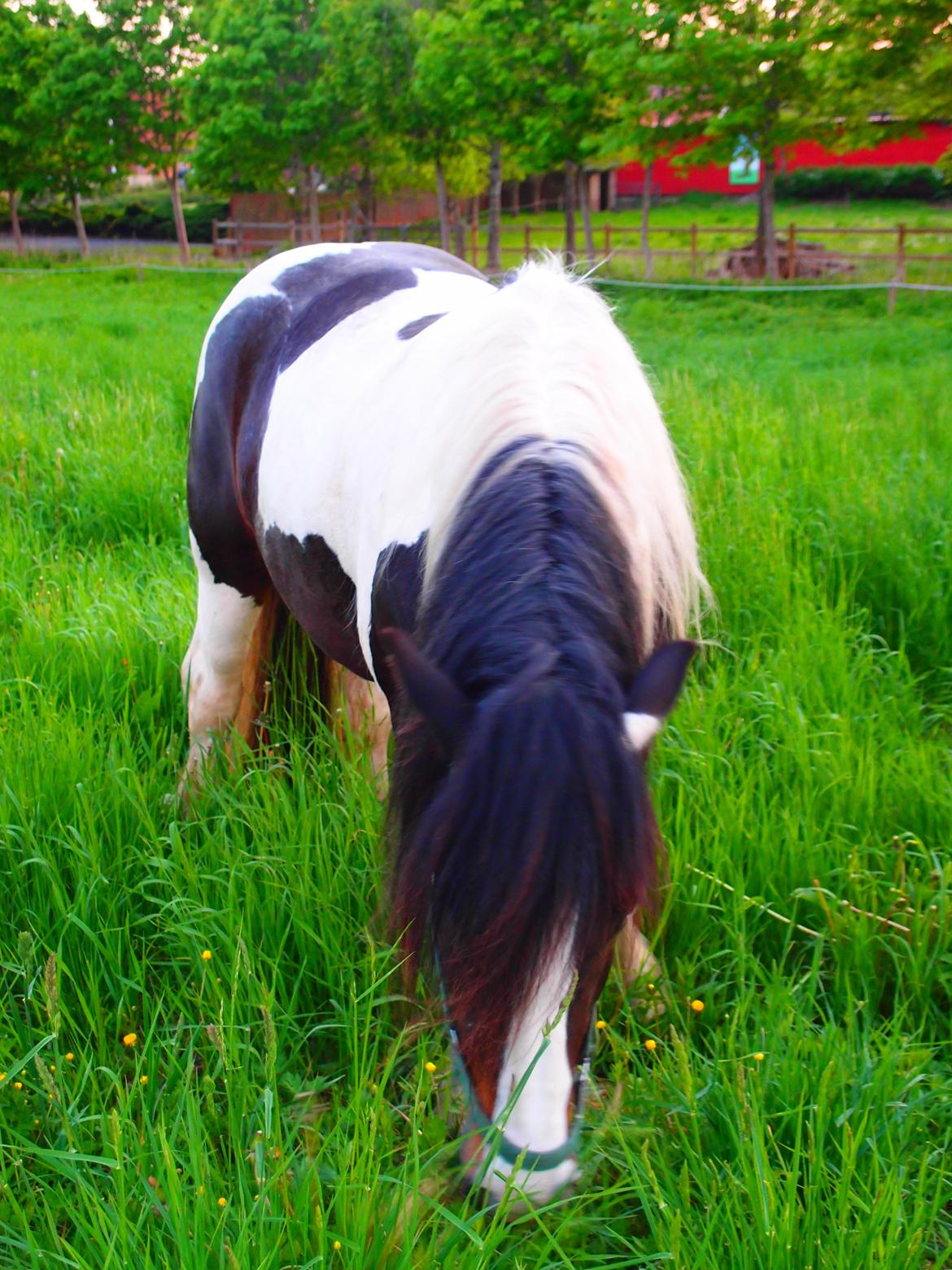 Irish Cob Beauty billede 5