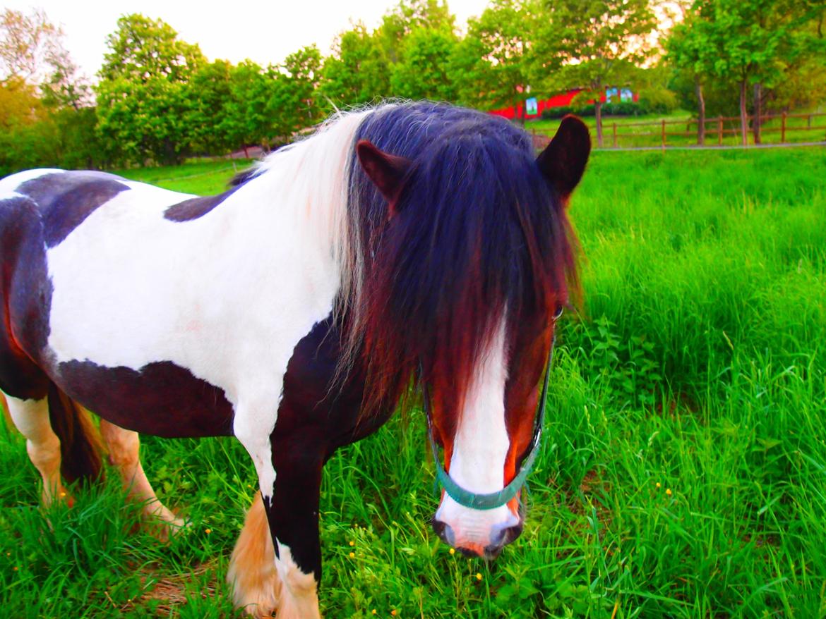 Irish Cob Beauty billede 6