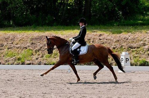 Hollandsk Sportspony Maya's baldo - Amalie og Baldo <3 billede 3