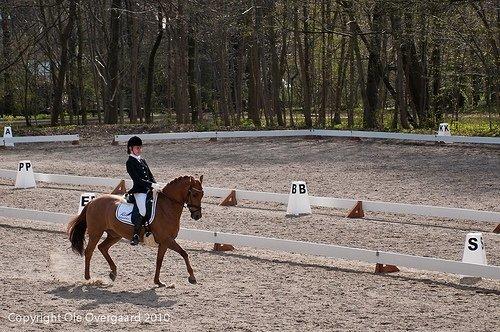 Hollandsk Sportspony Maya's baldo - Amalie og Baldo, igen <3 billede 9