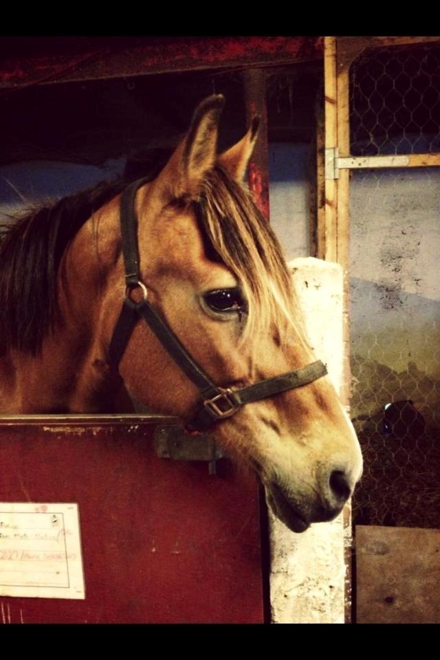 Koldblodstraver Tronilla - 14/7 - 2013 <3 billede 2