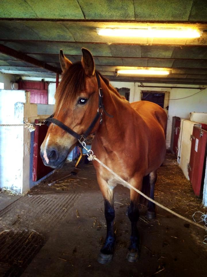 Koldblodstraver Tronilla - 16/7 - 2013 <3 billede 3