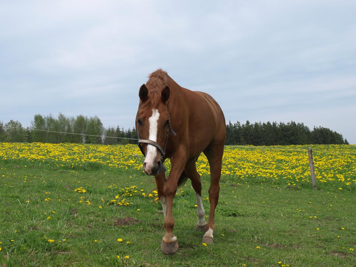 Tysk Sportspony New Tabasco B-pony billede 11