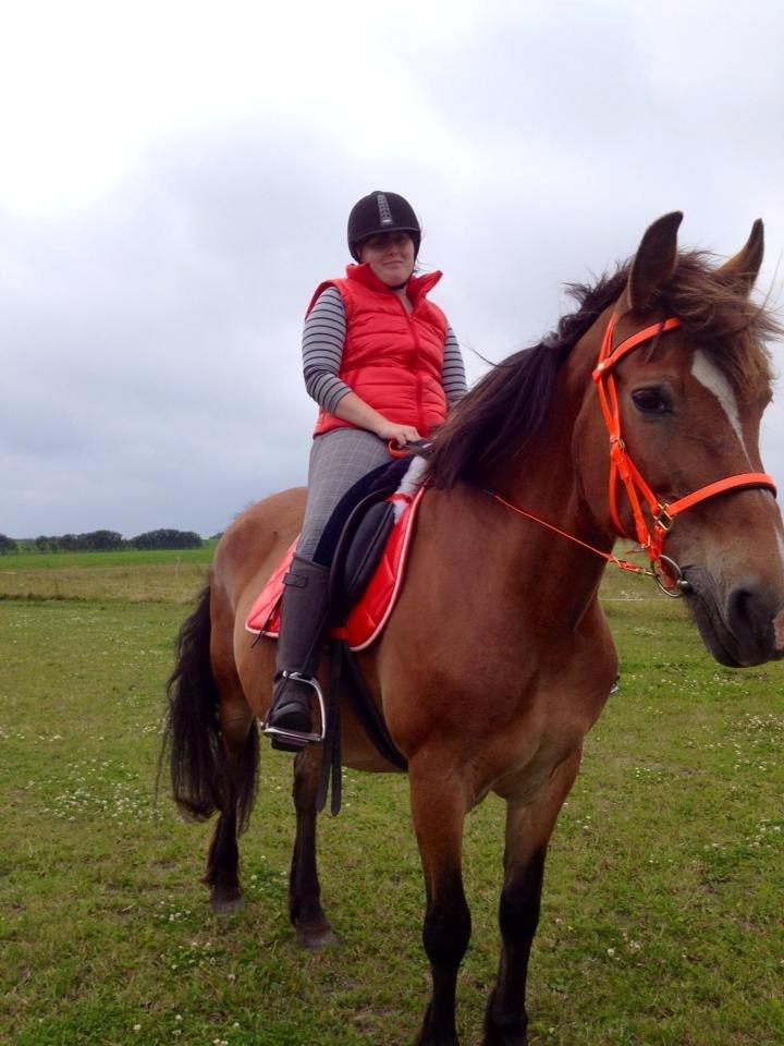 Koldblodstraver Tronilla - 16/7 - 2013 <3 billede 4