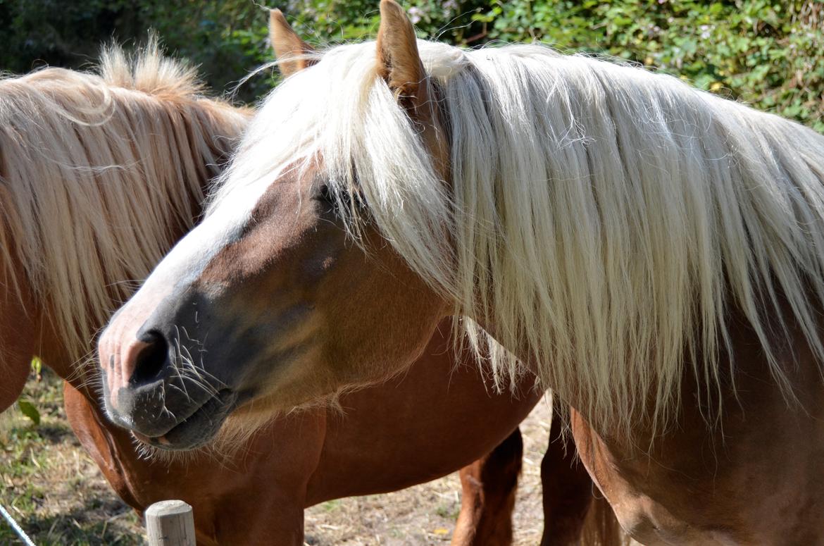 Haflinger Alladin - 15-07-2013 billede 10