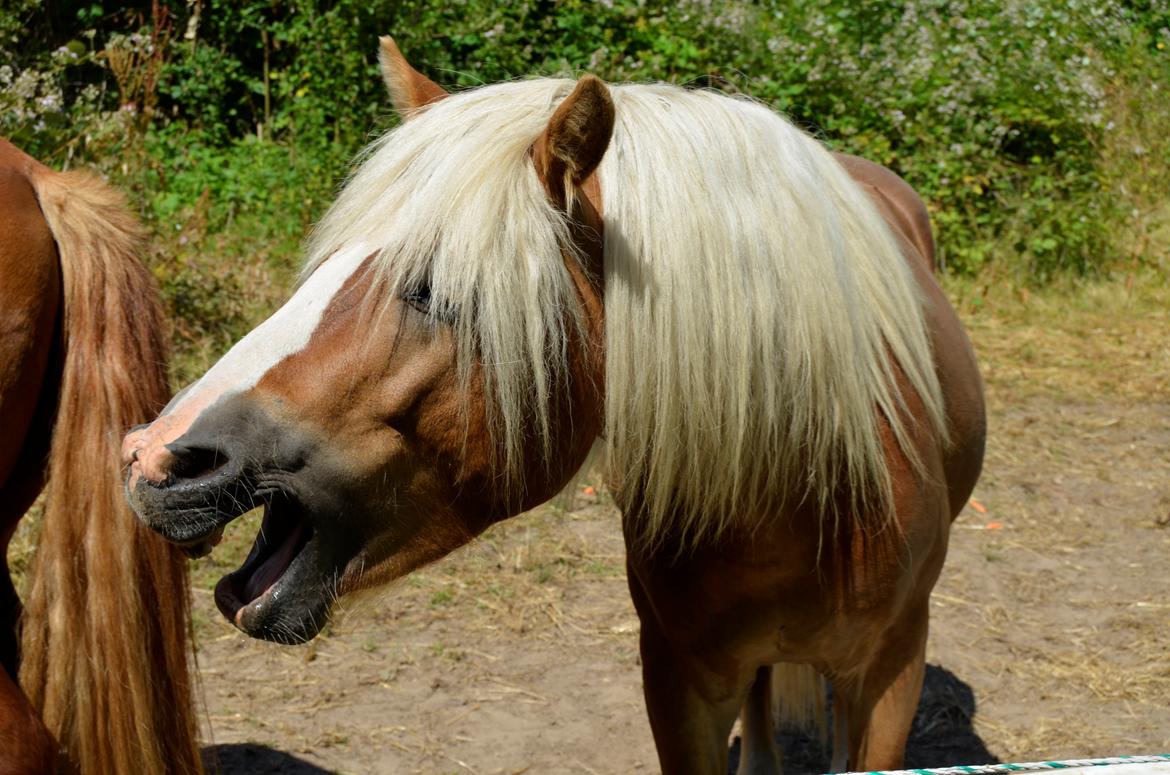 Haflinger Alladin - 15-07-2013 billede 9