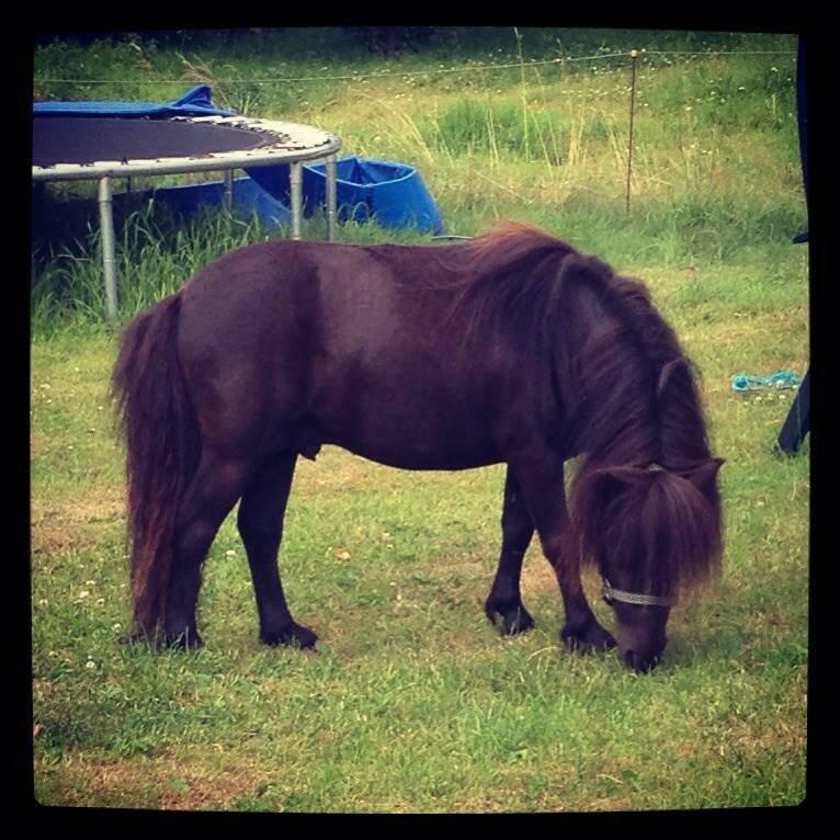 Miniature Lonso (solgt) billede 16