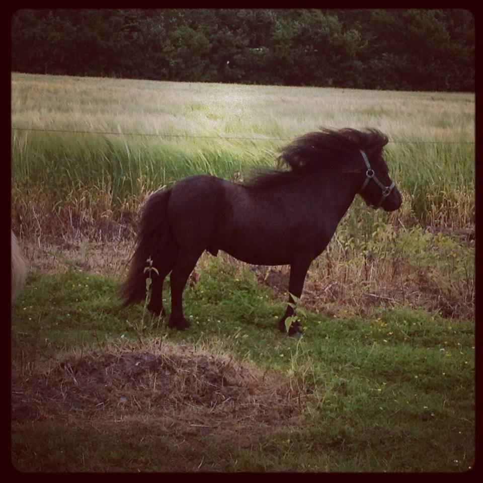 Miniature Lonso (solgt) billede 17