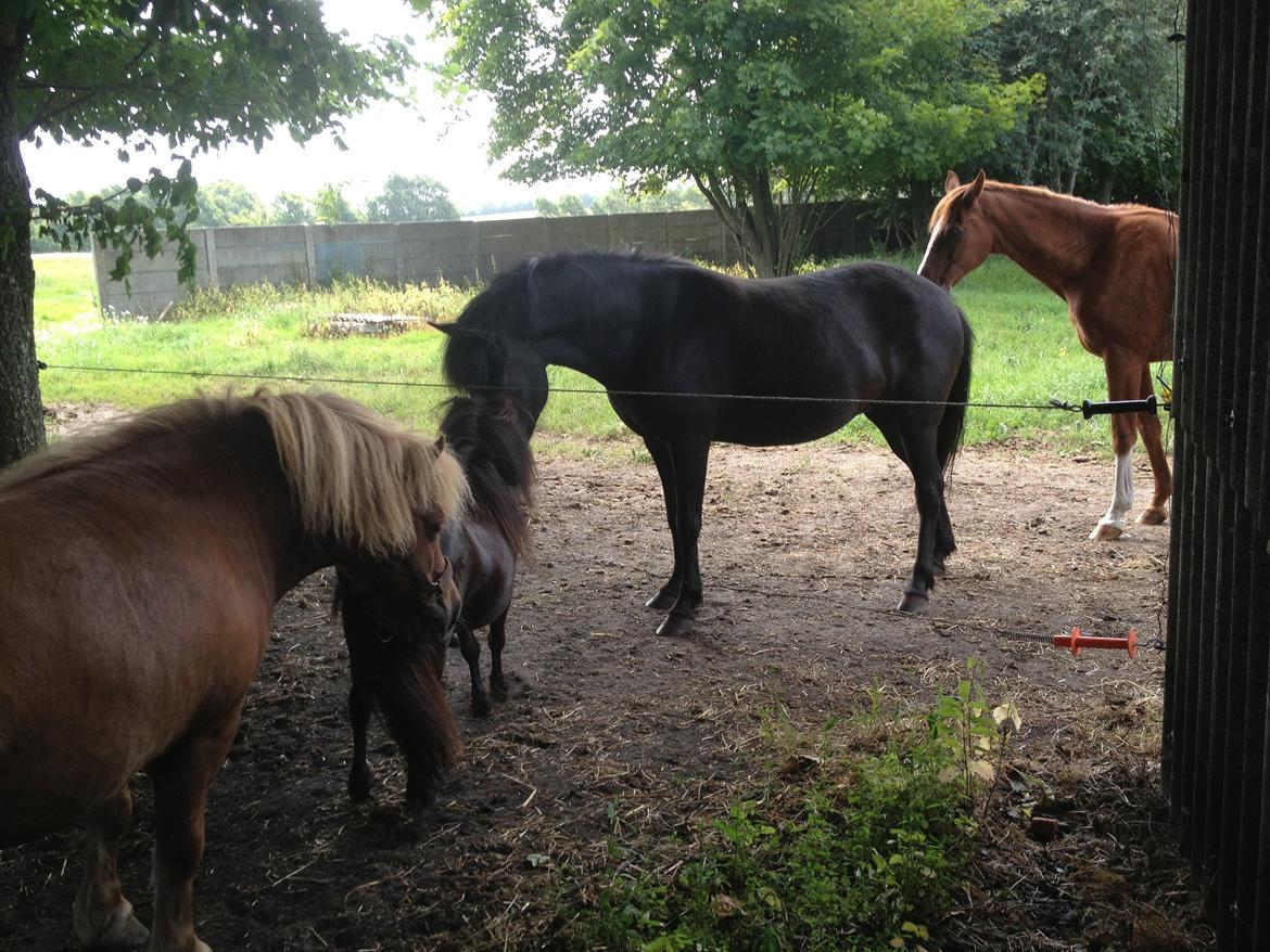 Miniature Lonso (solgt) billede 1