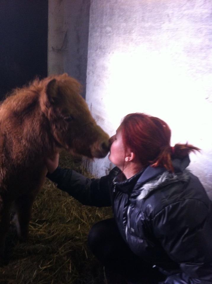 Shetlænder Trubka`s Miraculix Marquis - mor hun elsker dig baby billede 1