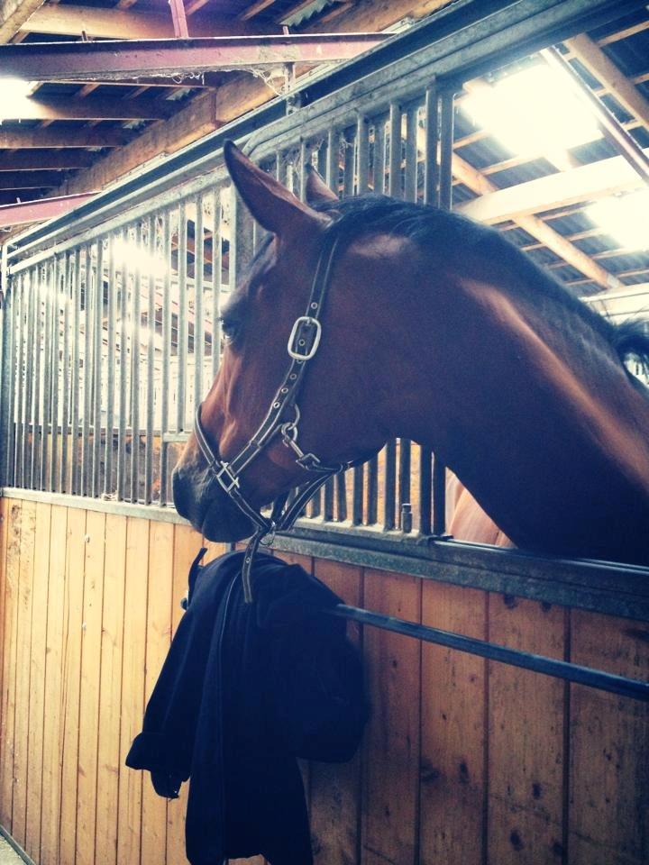 Anden særlig race Nikita   *TUTTE*   >>VBH<< - 11/ Holder øje med hvad der sker på staldgangen fra sin boks på Ryttergaarden. (Foto: Mig) billede 11