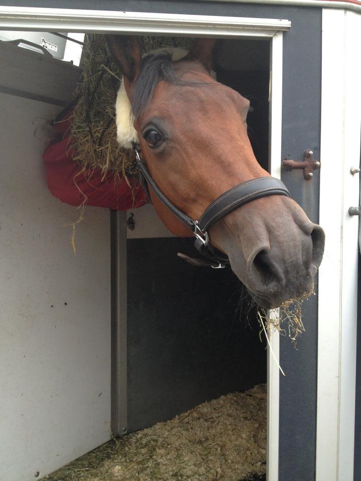 Anden særlig race Nikita   *TUTTE*   >>VBH<< - 8/ I traileren på vej til Nordjylland. En lang tur som tog ca. 6 timer! (Foto: Mig) billede 8