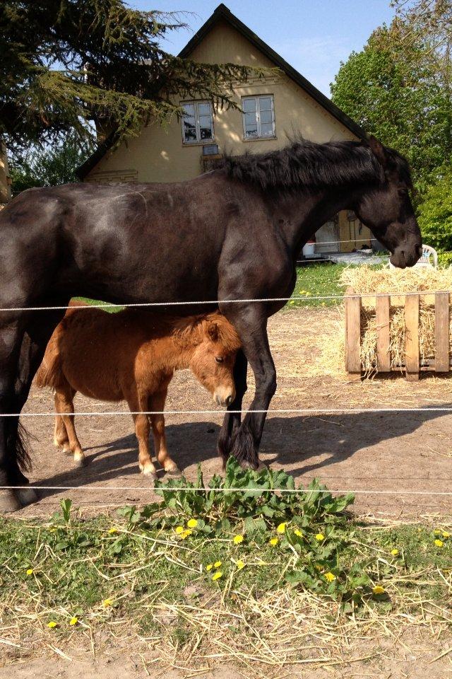 Shetlænder Trubka`s Miraculix Marquis billede 9