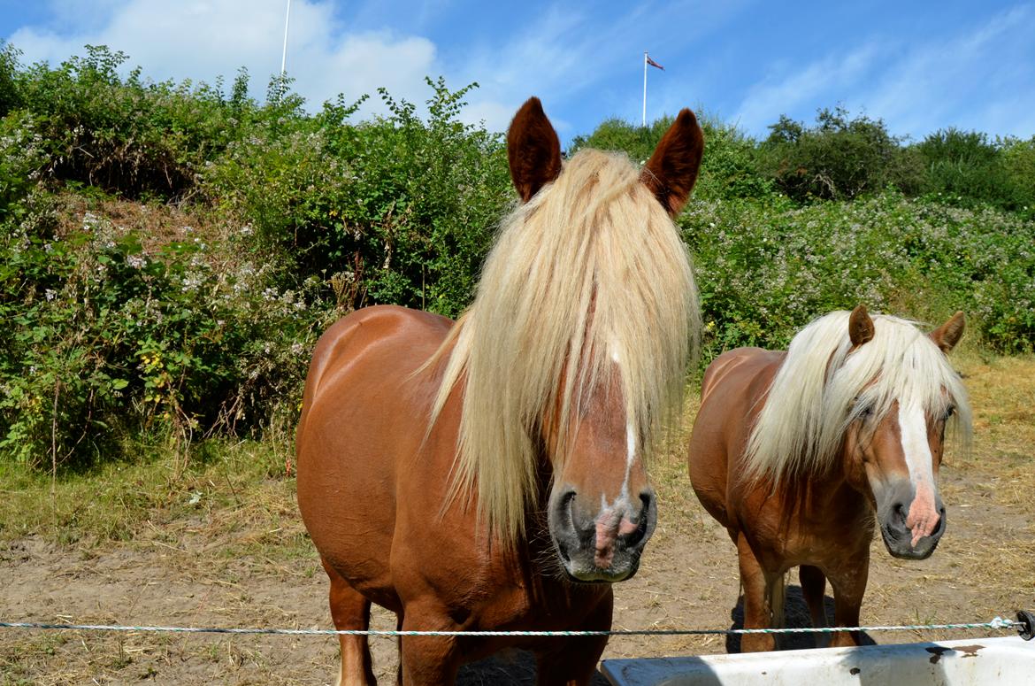 Jyde Thor - 15-07-2013 billede 17