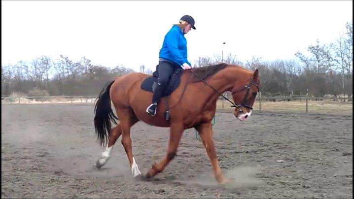 Hannoveraner Nimitz, (Bisnap.) billede 7