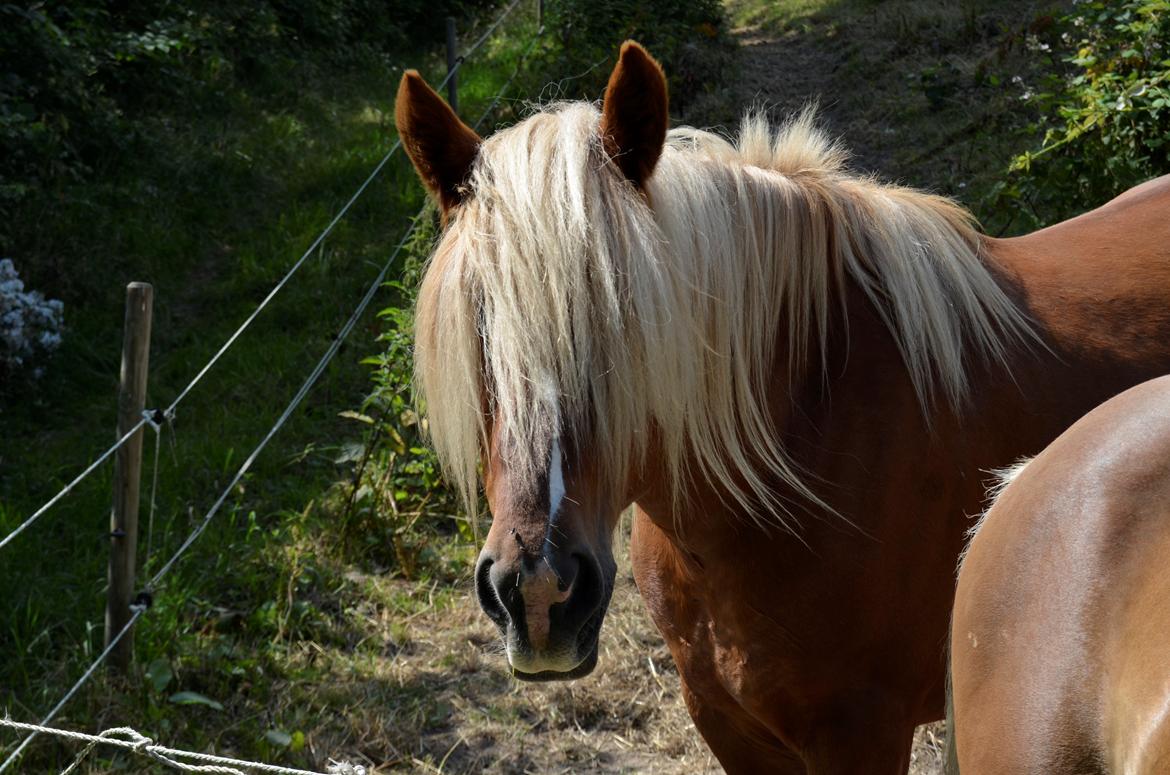 Jyde Thor - 15-07-2013 billede 16